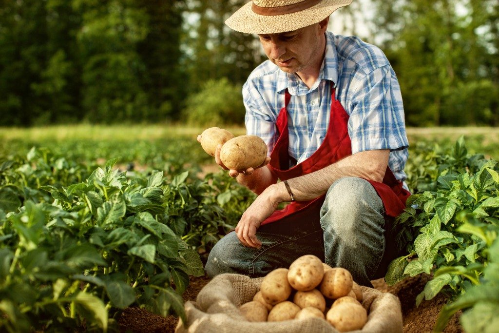 Farmer picking potato