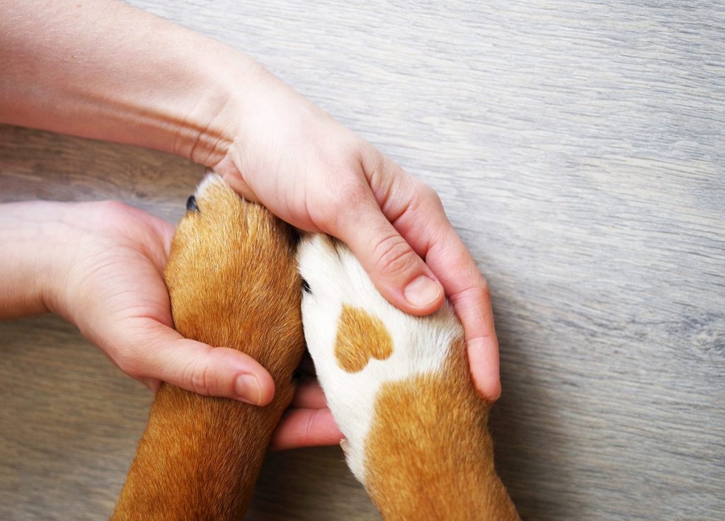 Holding dog paws