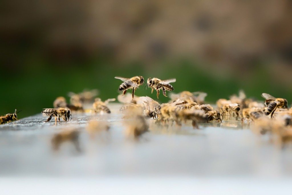 a small swarm of bees