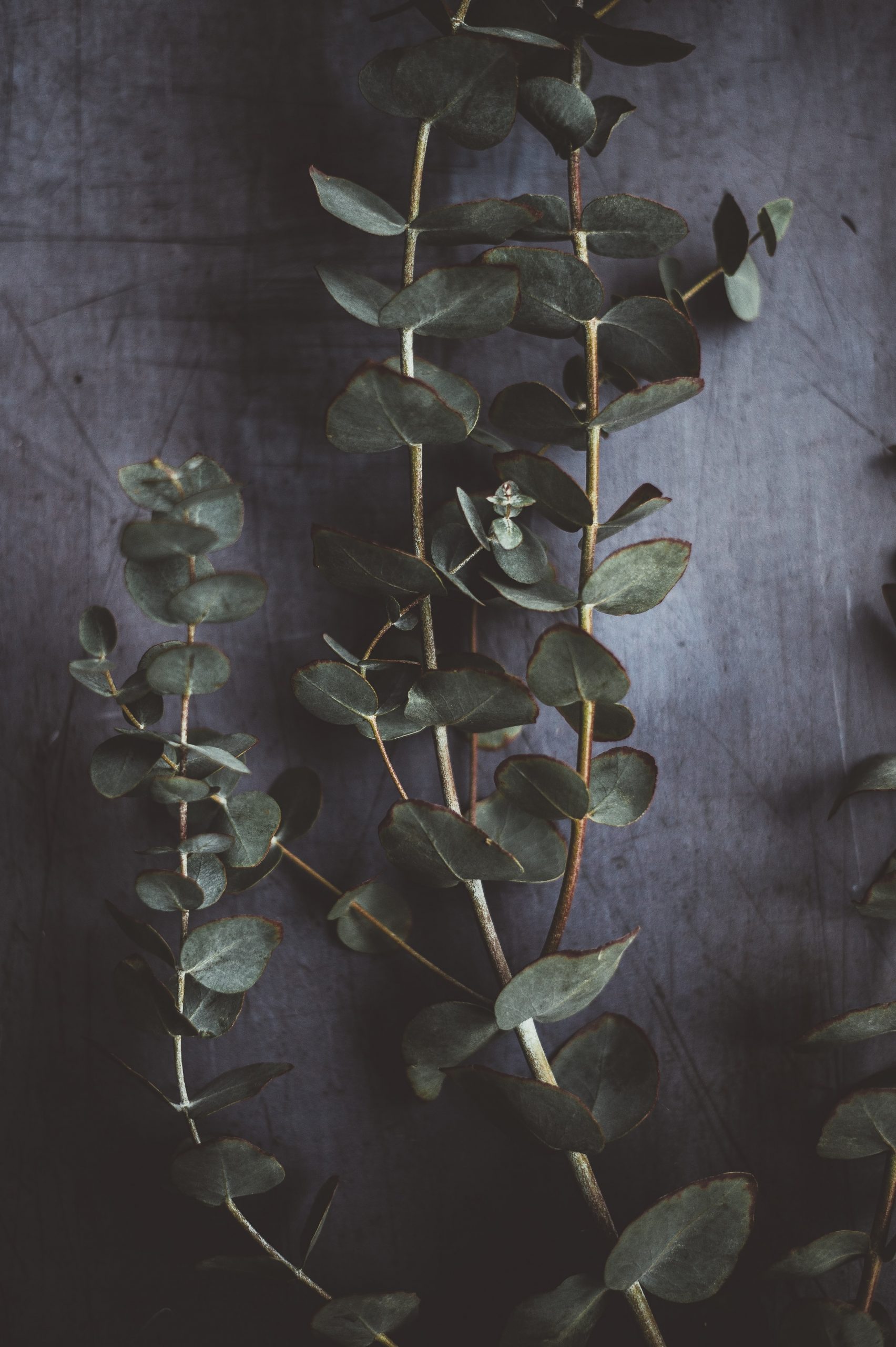 what-you-need-to-know-about-the-eucalyptus-plant-catsup-and-mustard