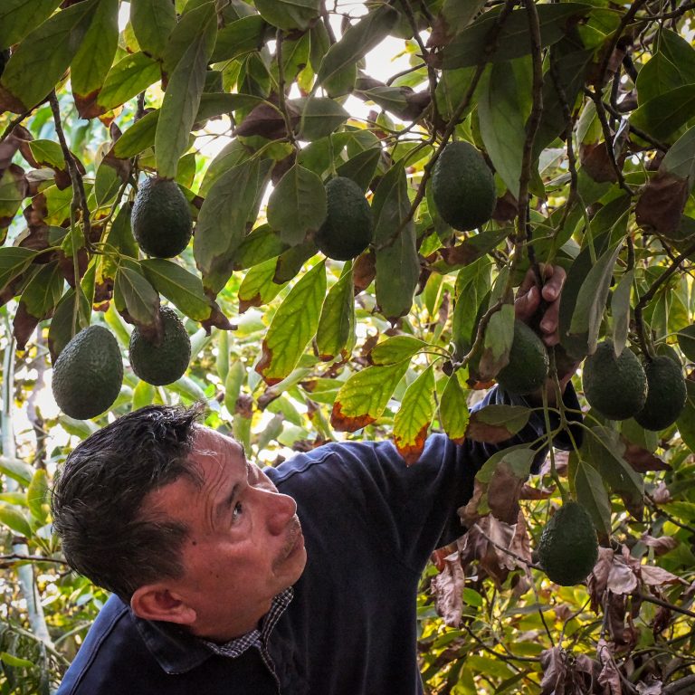 What To Know About Growing An Avocado Tree Catsup And Mustard   Avocado Tree Main 768x768 