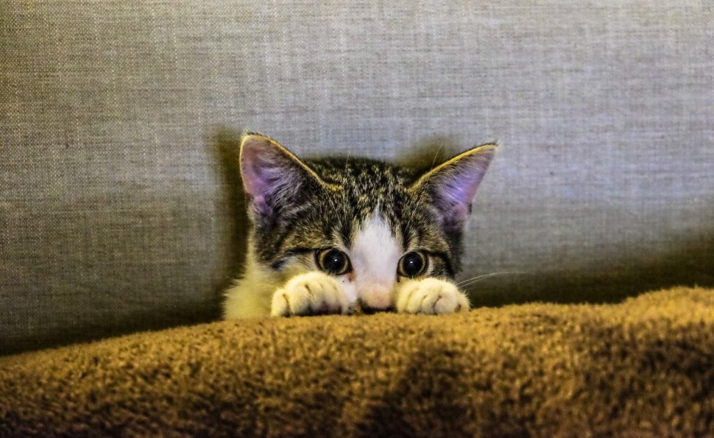 cat hiding behind a blanket