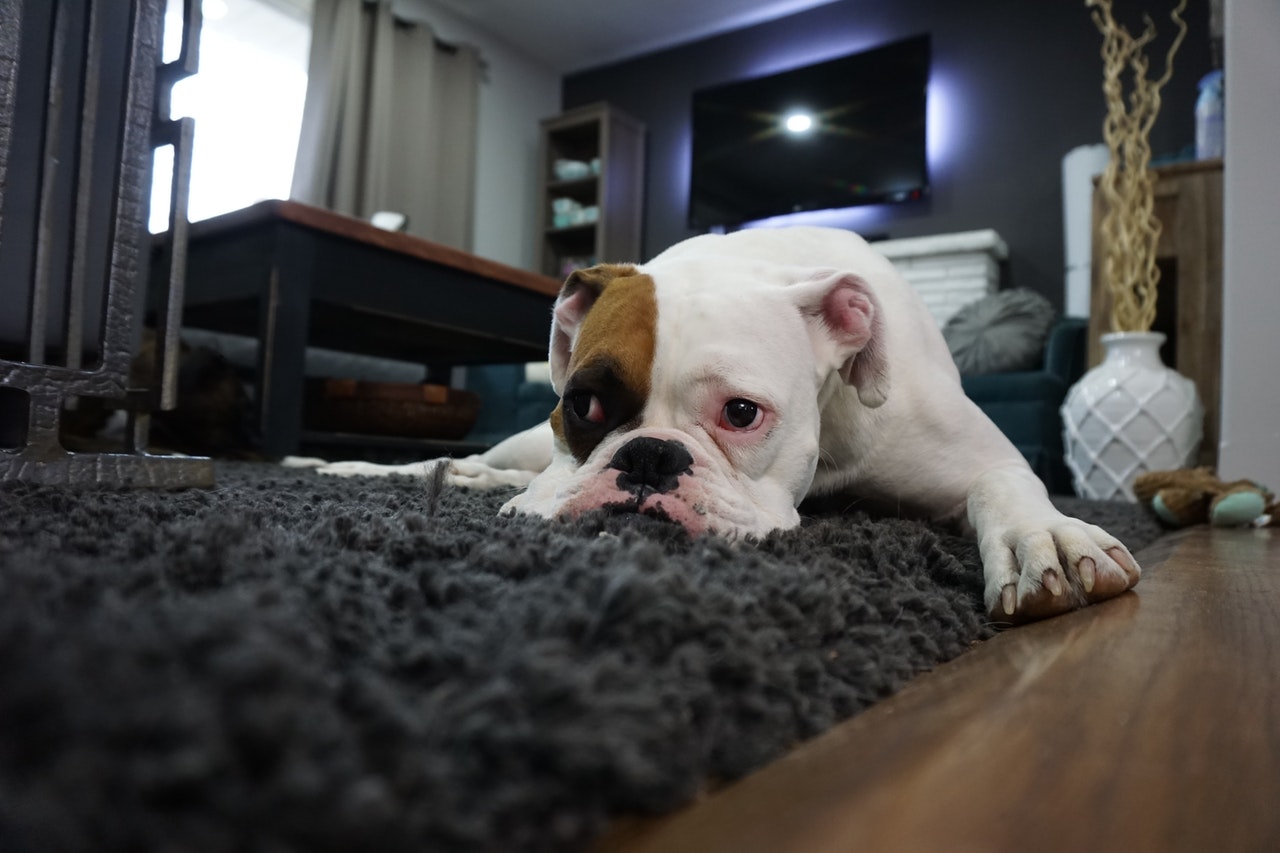 a bulldog lying on a rug