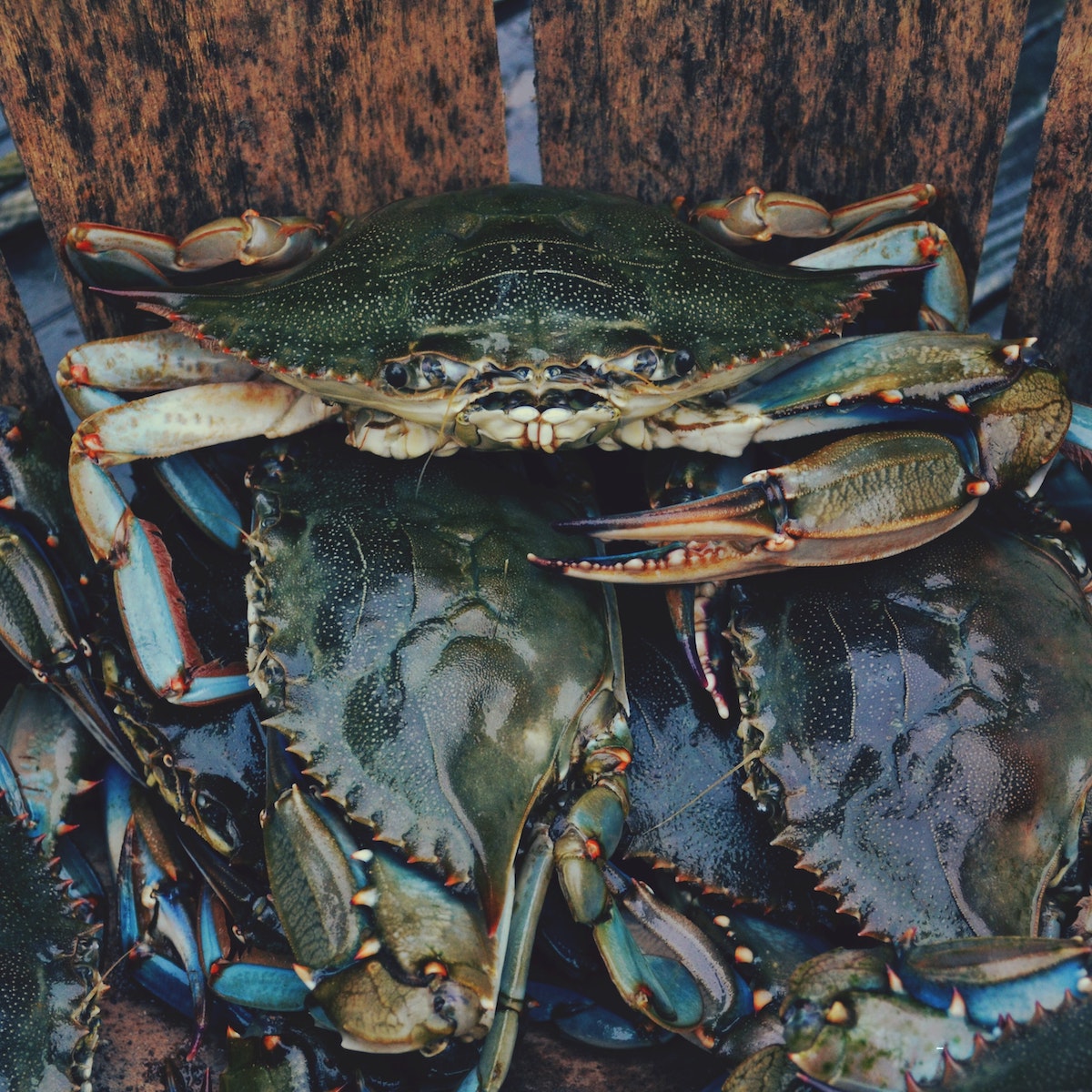crabs on top of each other