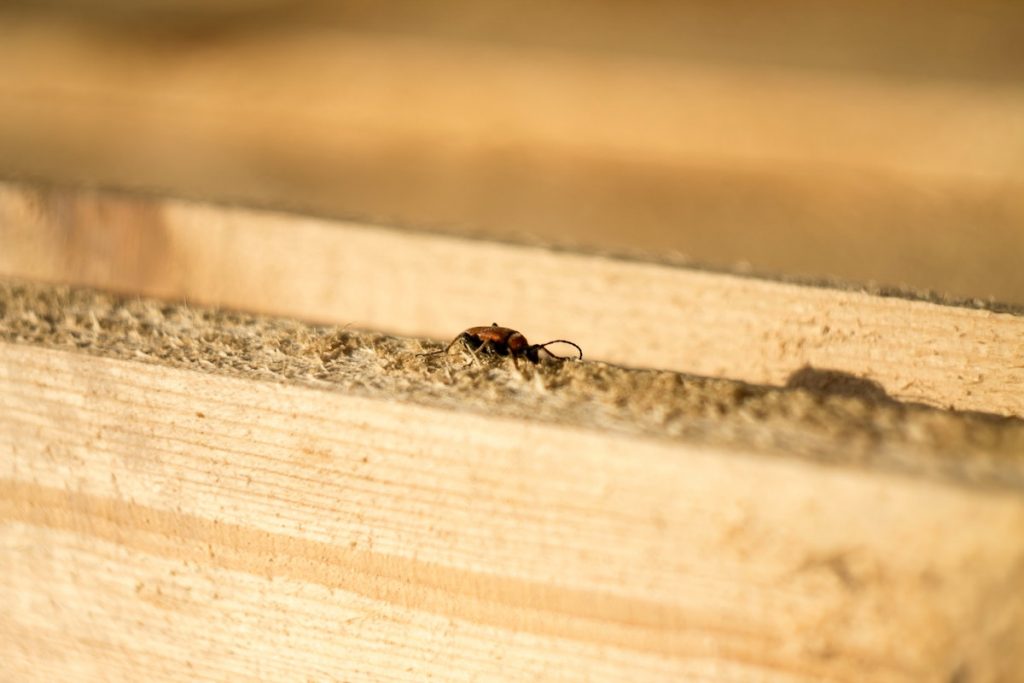 termite crawling on a wooden plank