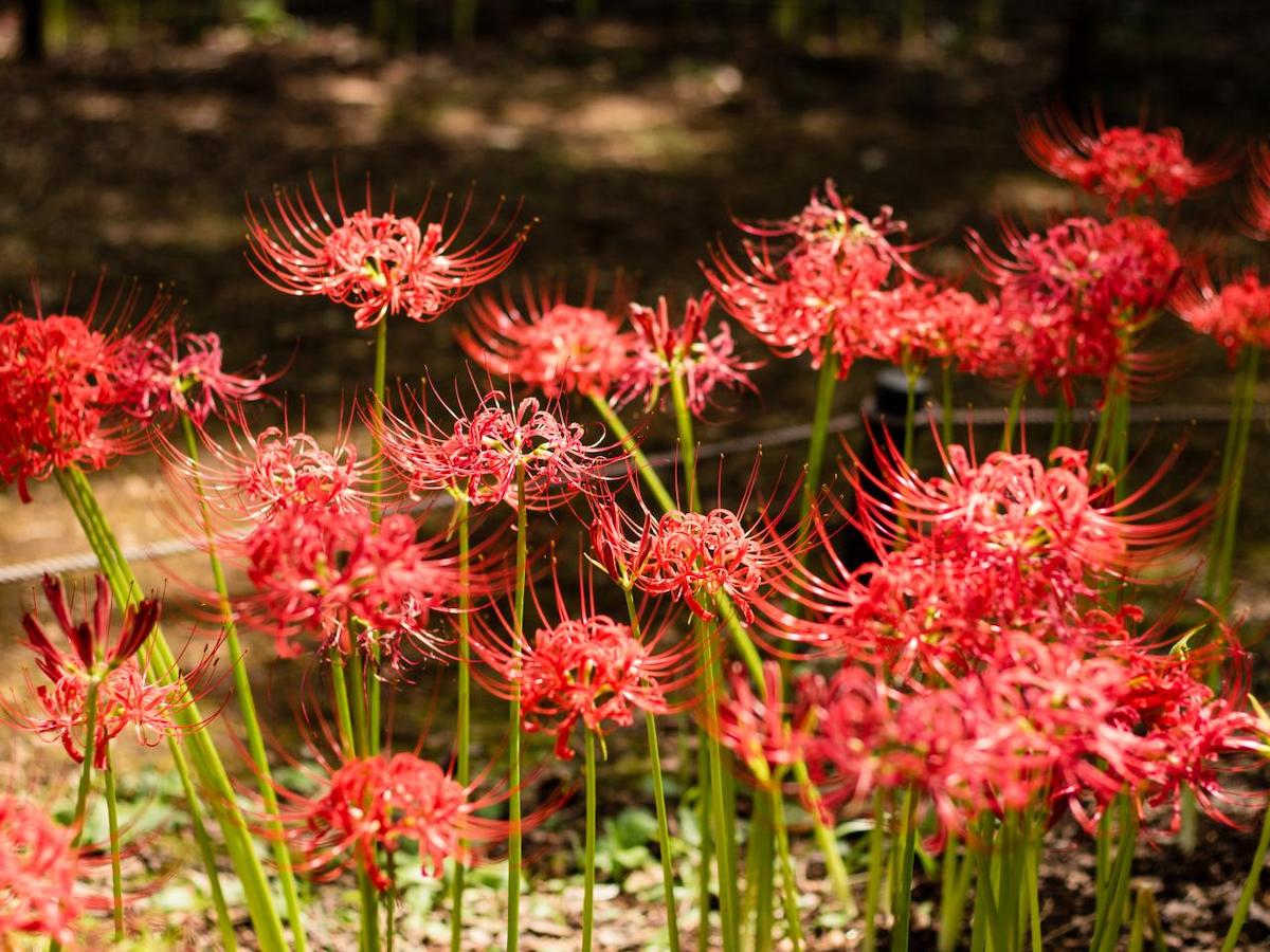 Everything About the Spider Lily Plant - Catsup and Mustard