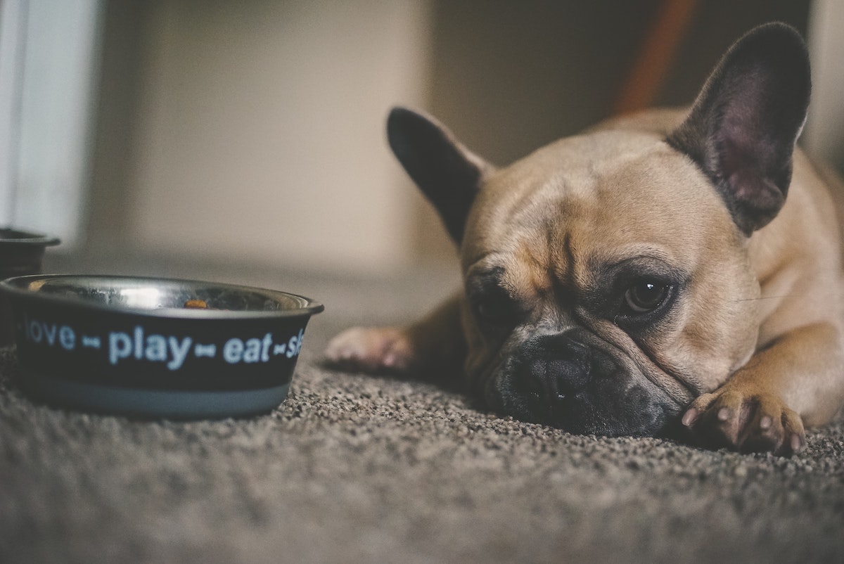 dog next to its food bowl