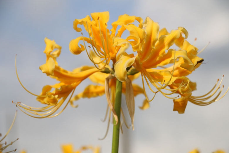 golden spider lily