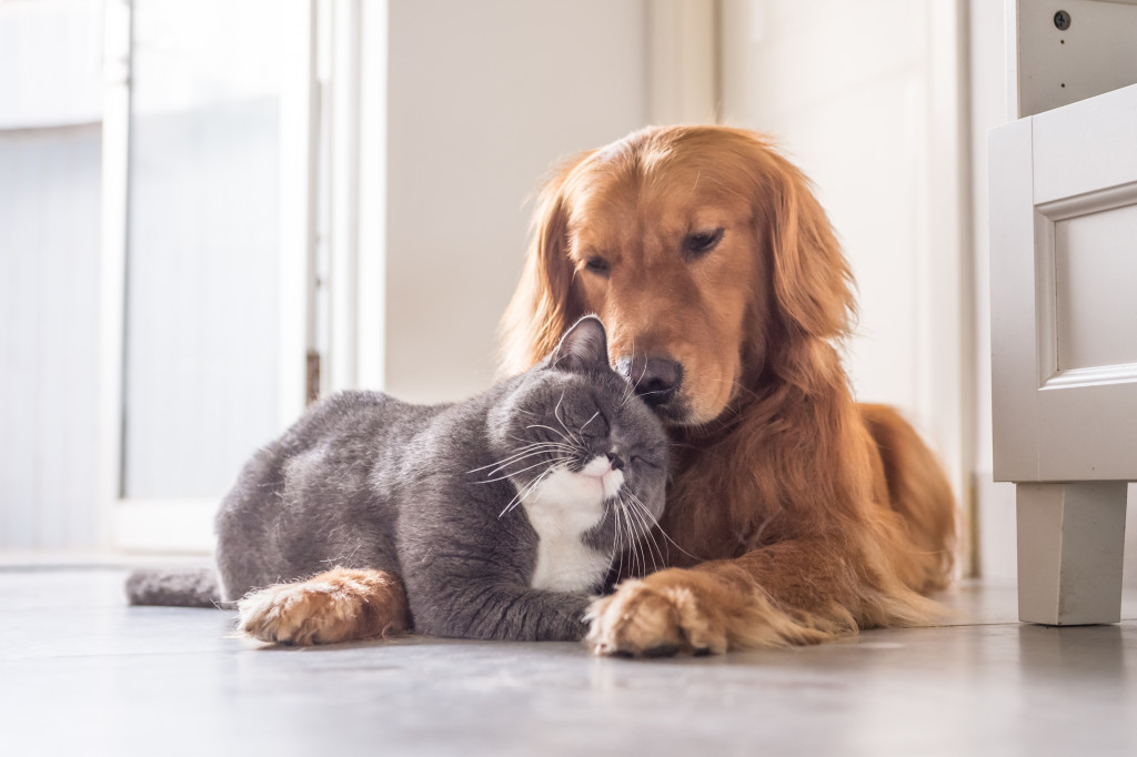 a dog and a cat hugging