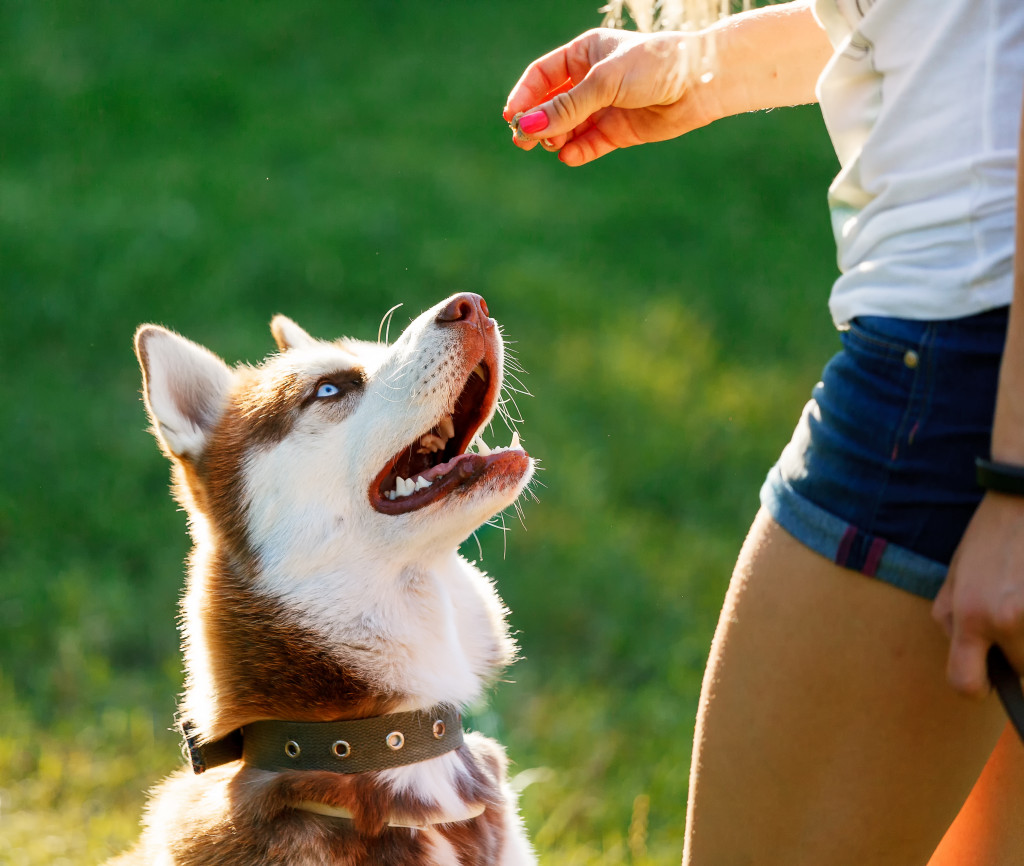 A woman giving a treat to a husky