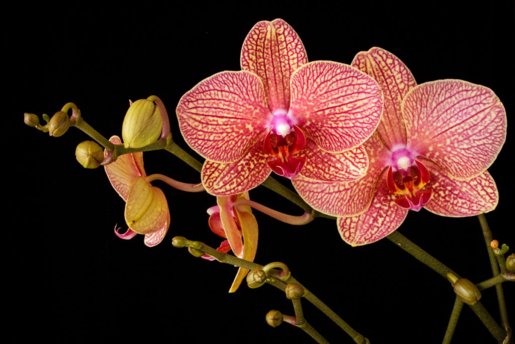 orchids
