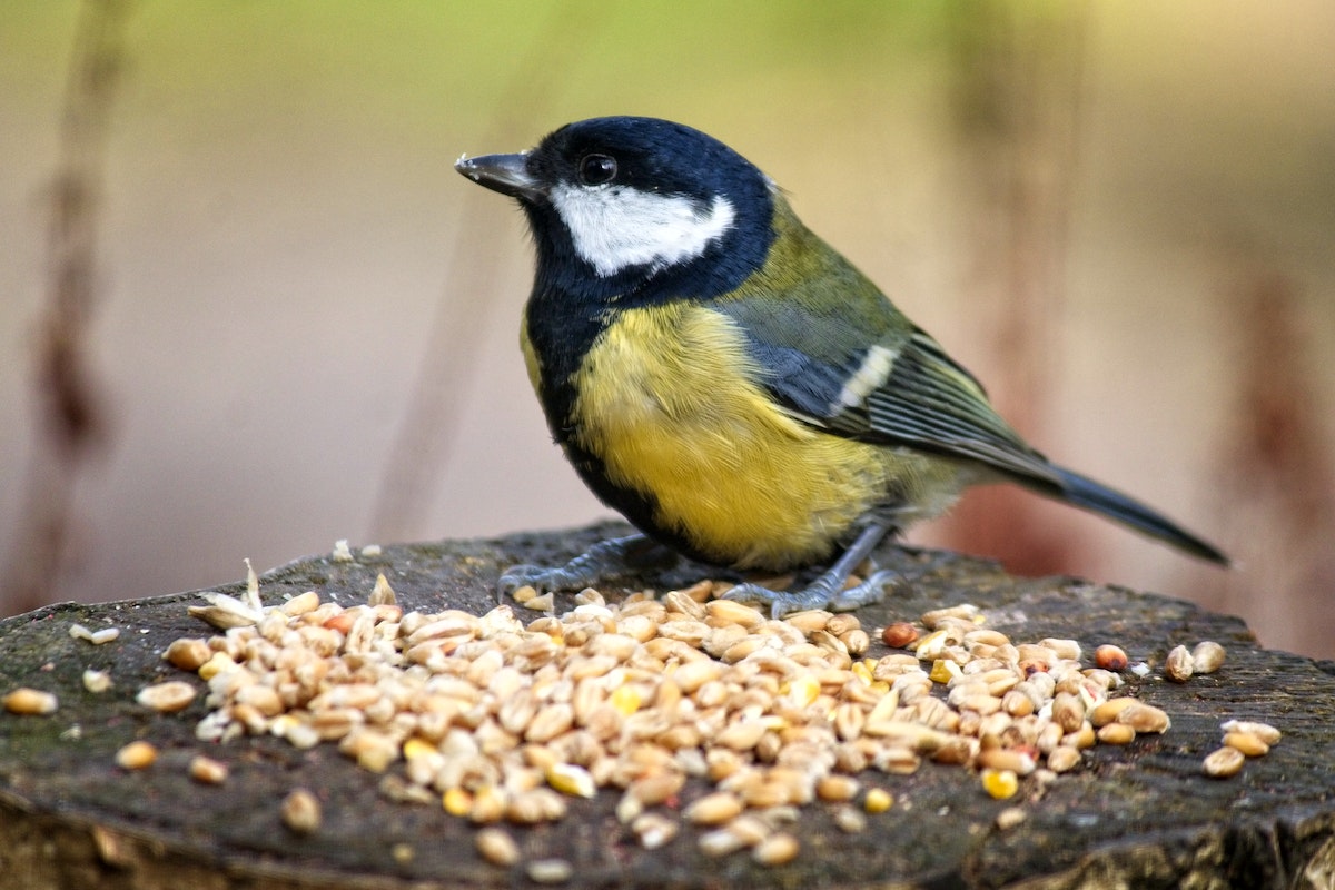 close-up-of-a-bird-with-seeds