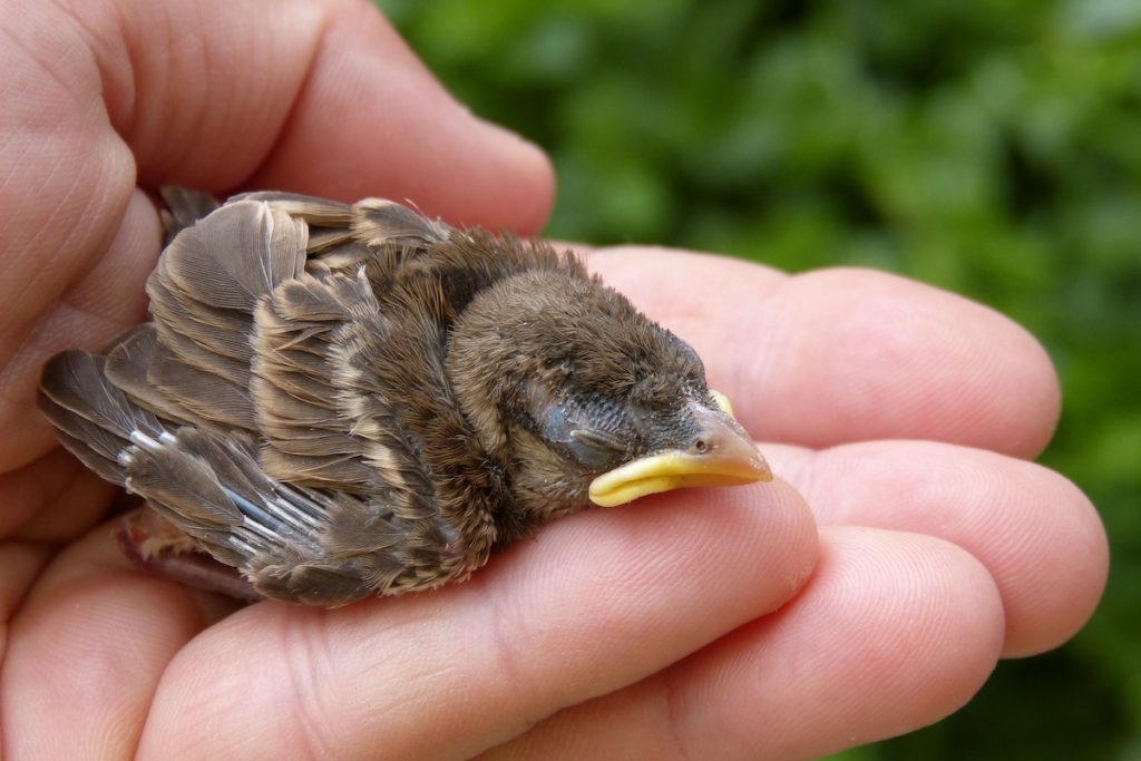 person-holding-brown-chick-during-daytime