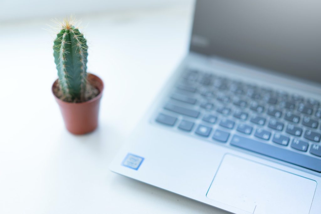 succulent plant beside a laptop
