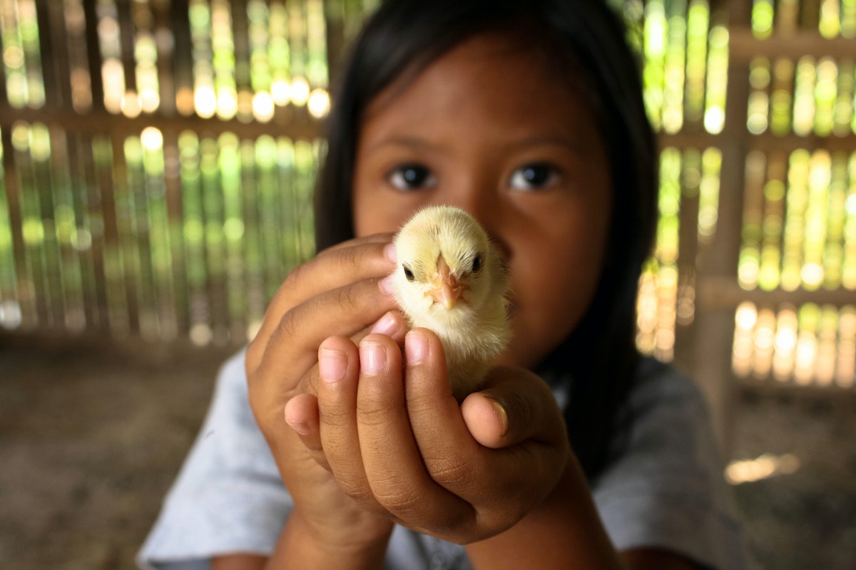 photophoto-of-child-holding-chick