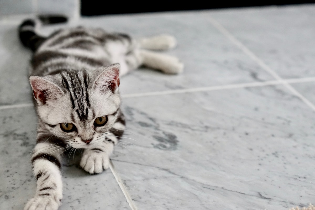 White and Black Kitten Lying on Tiles
