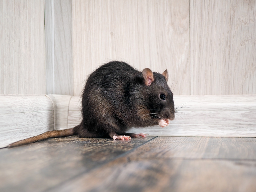 Rat inside home