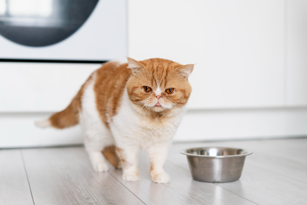Cute cat and food bowl