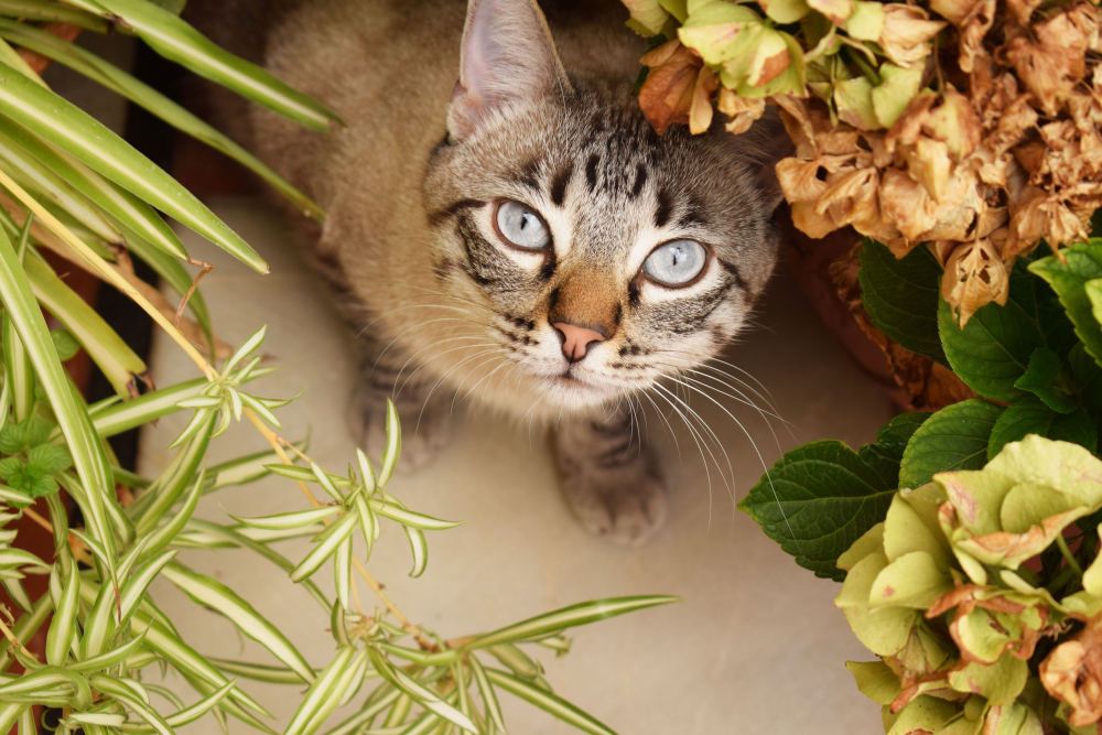 grey cat with blue eyes hiding behind the plants