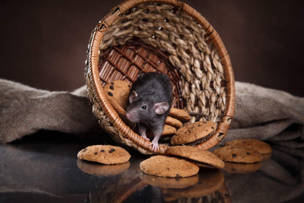Rat and cookies at home