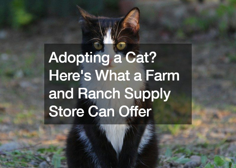 Adopting a Cat? Heres What a Farm and Ranch Supply Store Can Offer